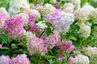 Pluimhortensia - thumbnail