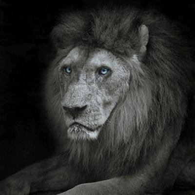 Schilderij - Leeuw met blauwe ogen , Zwart wit , 3 maten , Wanddecoratie