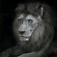 Schilderij - Leeuw met blauwe ogen , Zwart wit , 3 maten , Wanddecoratie - thumbnail
