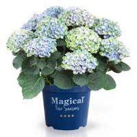 Hydrangea Macrophylla "Magical Revolution Blue"® boerenhortensia - 25-30 cm - 1 stuks - thumbnail