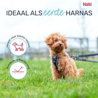 Hondentuigje Company of Animals Grijs XS 28-44 cm - thumbnail