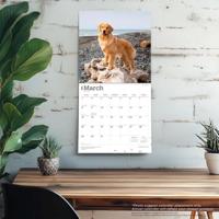Golden Retriever Kalender 2026 - thumbnail