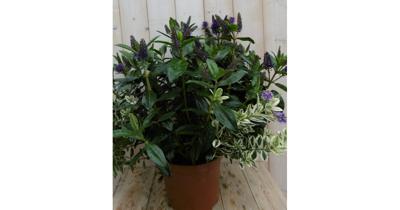 Veronica Hebe Andersonii Paars met bont/donkergroen blad GROOT Warentuin Natuurlijk - Warentuin natuurlijk