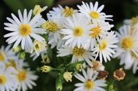 Aster - thumbnail