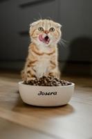 JOSERA JosiCat Kitten - droog kattenvoer - 10 kg - thumbnail