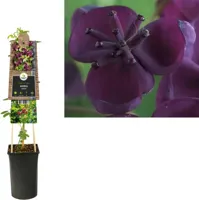 Schijnaugurk (Akebia quinata) klimplant - thumbnail
