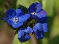 Italiaanse Ossentong - thumbnail