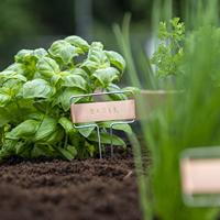 Stempel je eigen plantenlabels slaglette - thumbnail