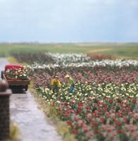 Busch 1205 H0 120 rozen Bouwpakket - thumbnail