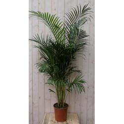 Kamerpalm Arecapalm Goudpalm 160 cm kamerplant Warentuin Natuurlijk - Warentuin natuurlijk