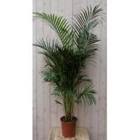 Kamerpalm Arecapalm Goudpalm 160 cm kamerplant Warentuin Natuurlijk - Warentuin natuurlijk - thumbnail