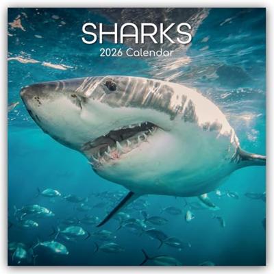 Haaien Kalender 2026 Haaien Kalender 2026