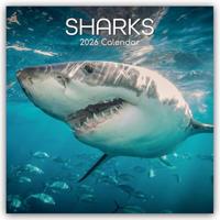 Haaien Kalender 2026 - thumbnail