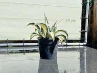 Agave - Mediopicta - hoogte 50 cm - thumbnail
