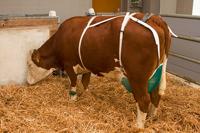 Uiernet compleet - thumbnail