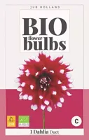 BIO Dahlia duet - thumbnail
