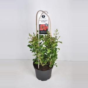 Rambler klimroos (rosa "Rambling Rosie"®) - C7.5 - 1 stuks