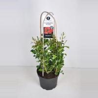 Rambler klimroos (rosa "Rambling Rosie"®) - C7.5 - 1 stuks - thumbnail