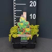 Penningkruid (lysimachia nummularia "Aurea") bodembedekker - 4-pack - 1 stuks - thumbnail