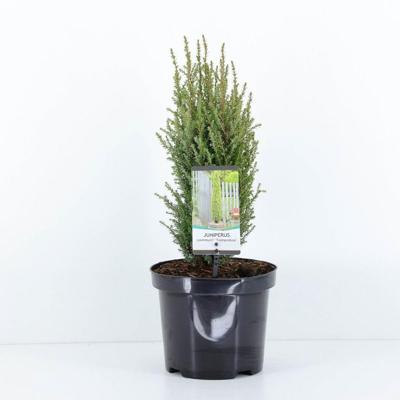 Juniperus communis compressa 55 cm Conifeer Jeneverbes Warentuin Natuurlijk - Warentuin natuurlijk Juniperus communis compressa 55 cm Conifeer Jeneverbes Warentuin Natuurlijk - Warentuin natuurlijk