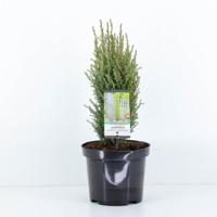 Juniperus communis compressa 55 cm Conifeer Jeneverbes Warentuin Natuurlijk - Warentuin natuurlijk - thumbnail