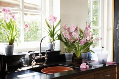 Bloempot Green basics orchidee 13 cm transparant elho - Elho Bloempot Green basics orchidee 13 cm transparant elho - Elho