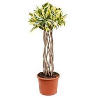 Croton tamara kamerplant - thumbnail