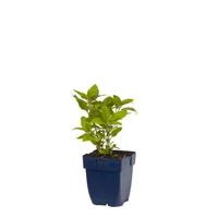Lysimachia punctata vaste plant Griffioen - Griffioen - thumbnail