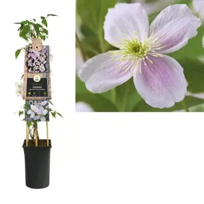 Roze bosrank (Clematis montana "Pink Perfection") klimplant