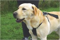 BZ WANDEL- EN AUTOGORDEL HOND M - thumbnail