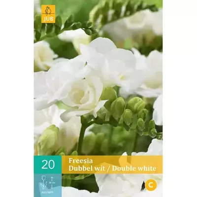 Bloembollen Freesia Dubbel Wit 15st