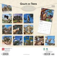 Goats in Trees Kalender 2026 - thumbnail