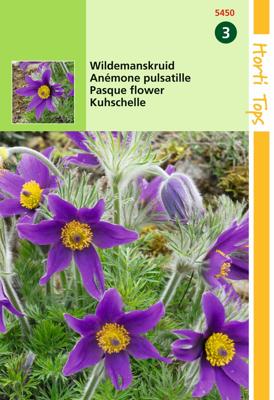 Zaden Pulsatilla Wildemanskruid Hortitops - Hortitops