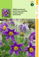 Zaden Pulsatilla Wildemanskruid Hortitops - Hortitops - thumbnail