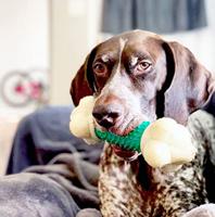 Nylabone Power Chew Double Action Barbell Bone Chew speelgoed, duurzaam hondenspeelgoed, spek smaak, X-Large/Souper (1 tellen) - thumbnail
