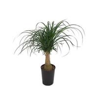 Beaucarnea recurvata stam 30 hydrocultuur plant - thumbnail