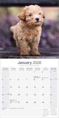 Poedel Toy en Miniatuur Kalender 2026