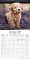 Poedel Toy en Miniatuur Kalender 2026 - thumbnail