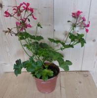 3 stuks! Perkplant Oostenrijkse geranium hangplant roze Pelargonium Warentuin Natuurlijk - Warentuin natuurlijk - thumbnail