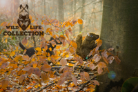 Wild Life Dog Eenkhoorn - thumbnail