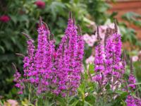 Grote kattenstaart - thumbnail