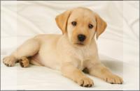 Kangaro k-0014d108 bureauonderlegger pp 38x58cm dessin labrador wit - thumbnail