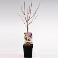Pruimenboom (prunus domestica "Hauszwetsche") fruitbomen - In 5 liter pot - 1 stuks - thumbnail