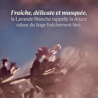 L&apos;Occitane Lavande Blanche Eau de Toilette Spray 50 ml - thumbnail