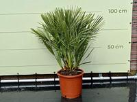 Palmboom - Chamaerops Humilis - thumbnail
