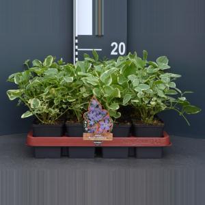 Grote maagdenpalm (vinca major "Variegata") bodembedekker - 12-pack - 12 stuks Grote maagdenpalm (vinca major "Variegata") bodembedekker - 12-pack - 12 stuks