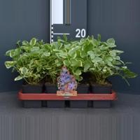 Grote maagdenpalm (vinca major "Variegata") bodembedekker - 12-pack - 12 stuks - thumbnail