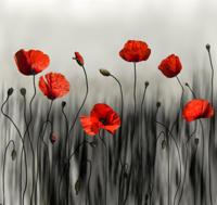 Schilderij - Klaprozen, moderne kunst, Zwart rood wit , 3 maten , Wanddecoratie - thumbnail