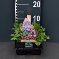 Bijenkorfje (prunella grandiflora) bodembedekker - 6-pack - 1 stuks - thumbnail