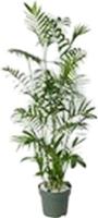 Chamaedorea Seifrizii Potmaat 27 H130-140 kamerplant Beautanic Lifestyle - Beautanic lifestyle - thumbnail